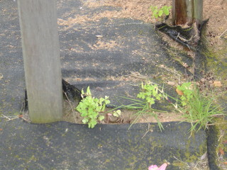 防草効果の持続はメンテナンスにあり 防草シート専門店