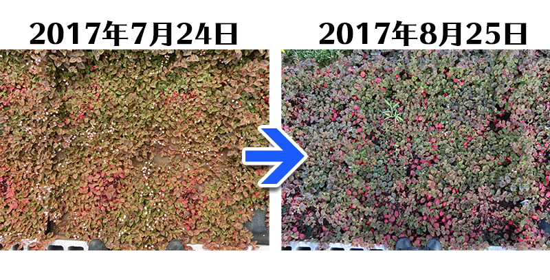 170825_ヒメツルソバ＋土にかえる植栽専用草なしシート比較