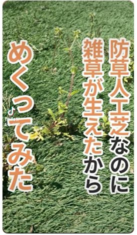 防草人工芝に雑草がはえた