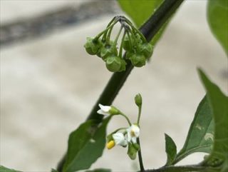 ワルナスビの花と実