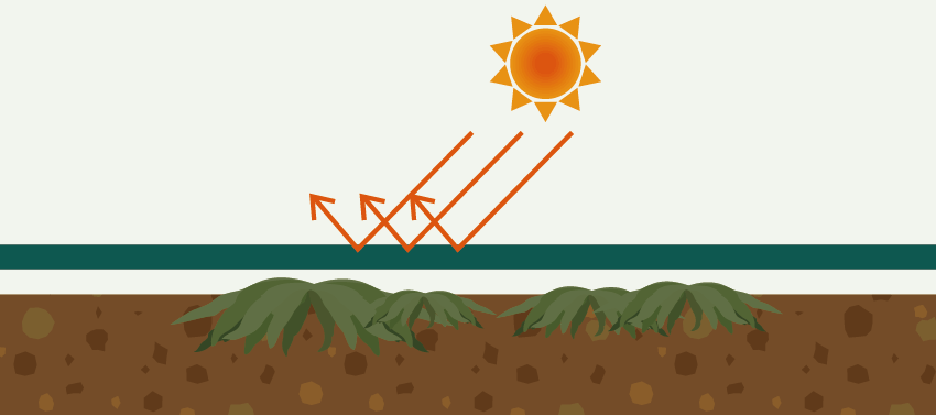 光合成を抑え根絶