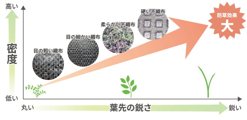 葉先の鋭さと密度