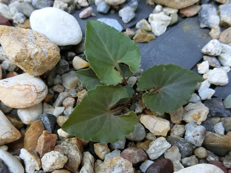 砂利に生えた雑草